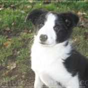 Photo de Border collie