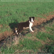 Photo de Border collie