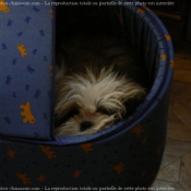 Photo de Shih tzu