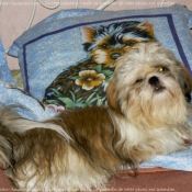 Photo de Shih tzu