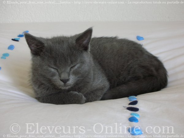 Photo de Chartreux