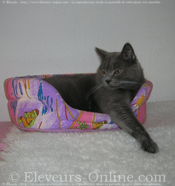 Photo de Chartreux