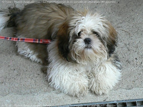 Photo de Shih tzu