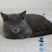 Photo de Chartreux