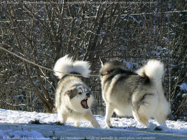 Photo de Races diffrentes