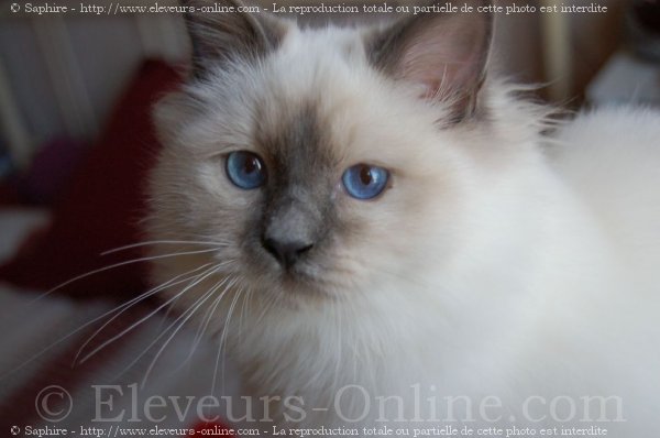 Photo de Sacr de birmanie