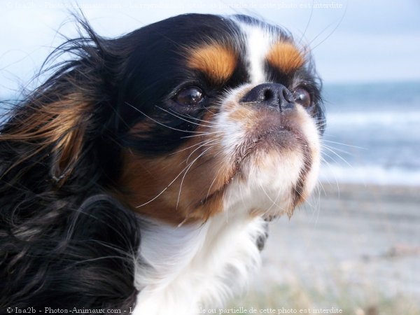 Photo de Cavalier king charles spaniel