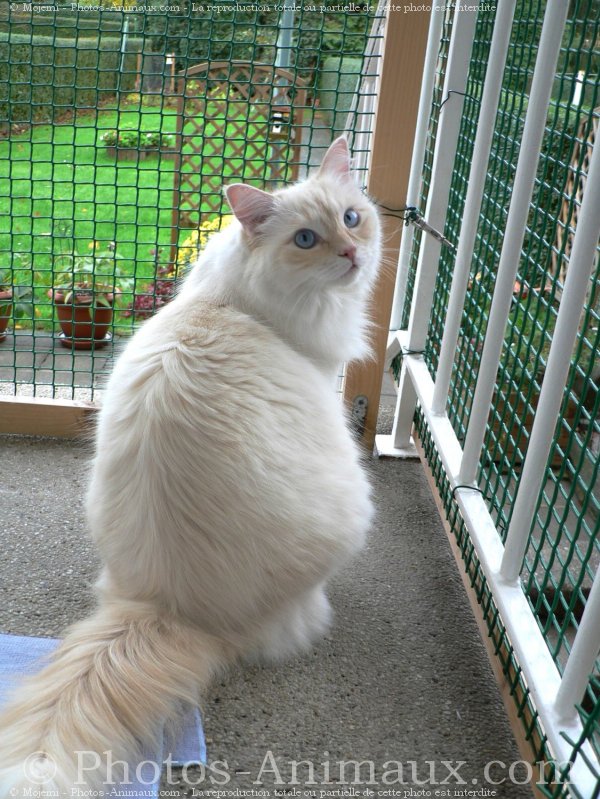 Photo de Ragdoll