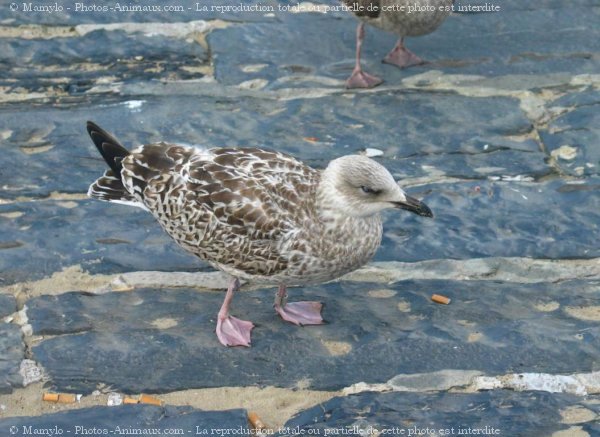 Photo de Mouette