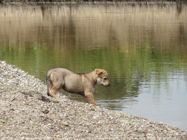 Photo de Chien loup tchcoslovaque