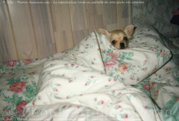 Photo de Chihuahua  poil long