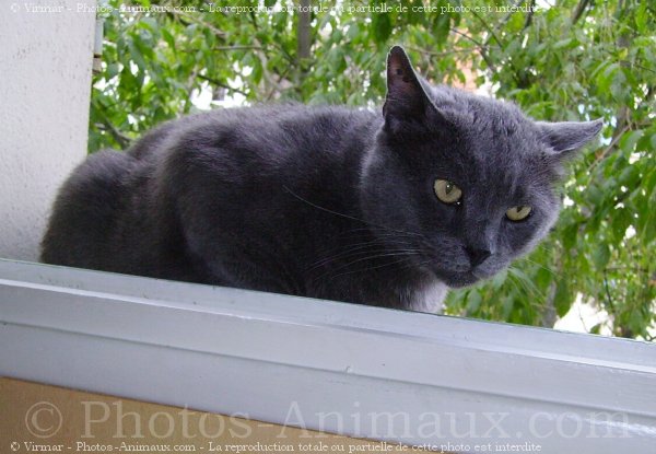 Photo de Chartreux