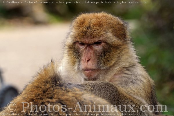 Photo de Singe