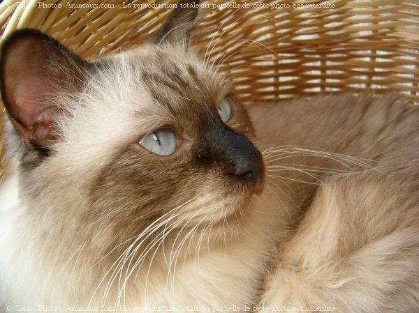 Photo de Sacr de birmanie