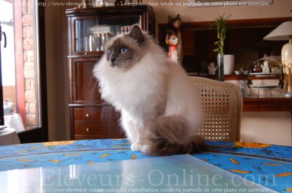 Photo de Sacr de birmanie