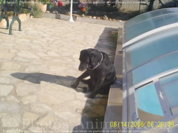 Photo de Labrador retriever