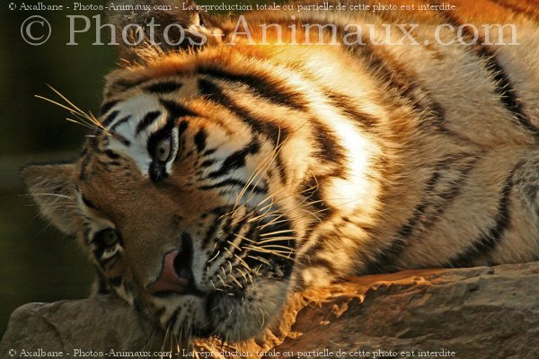 Photo de Tigre