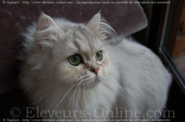 Photo de British longhair