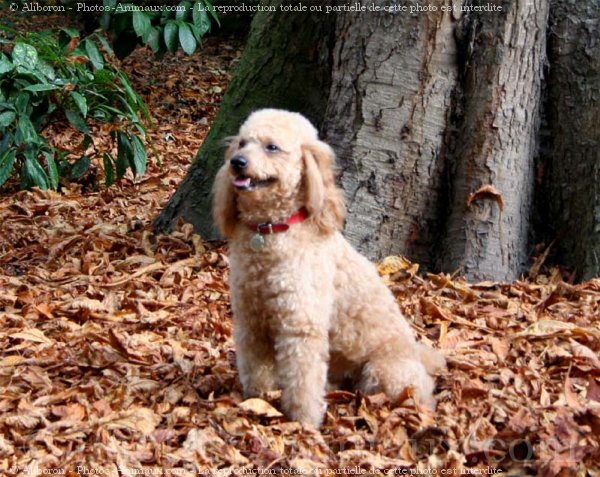 Photo de Caniche moyen