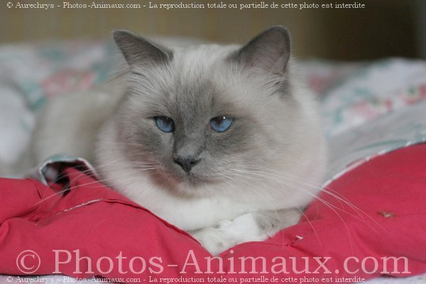 Photo de Sacr de birmanie