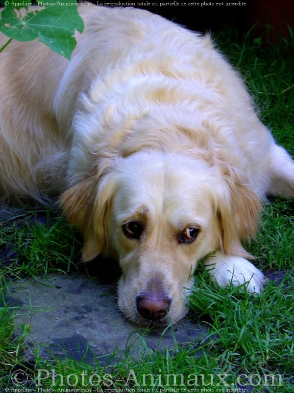 Photo de Golden retriever