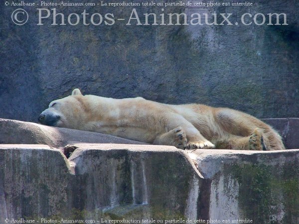 Photo d'Ours