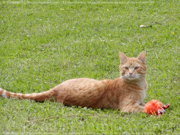 Photo de Chat domestique