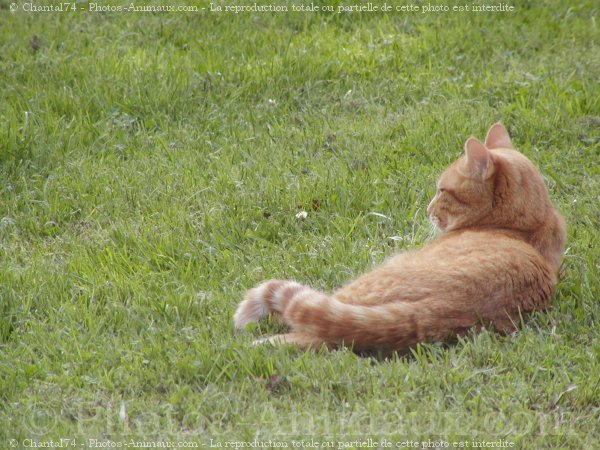 Photo de Chat domestique