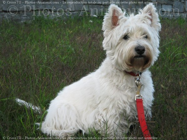 Photo de West highland white terrier