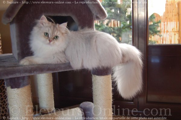 Photo de British longhair