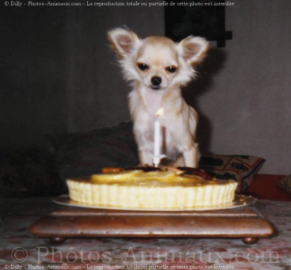 Photo de Chihuahua  poil long