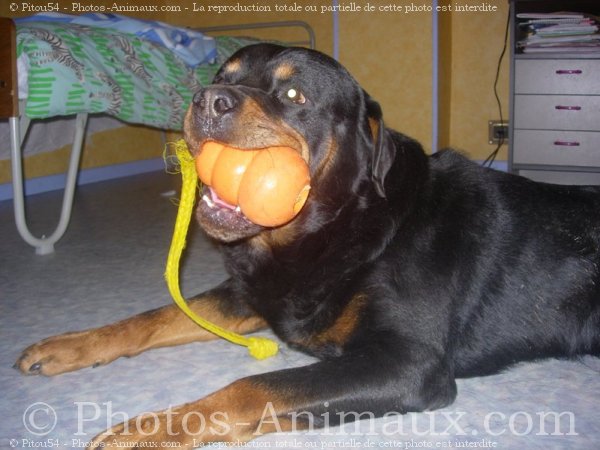 Photo de Rottweiler