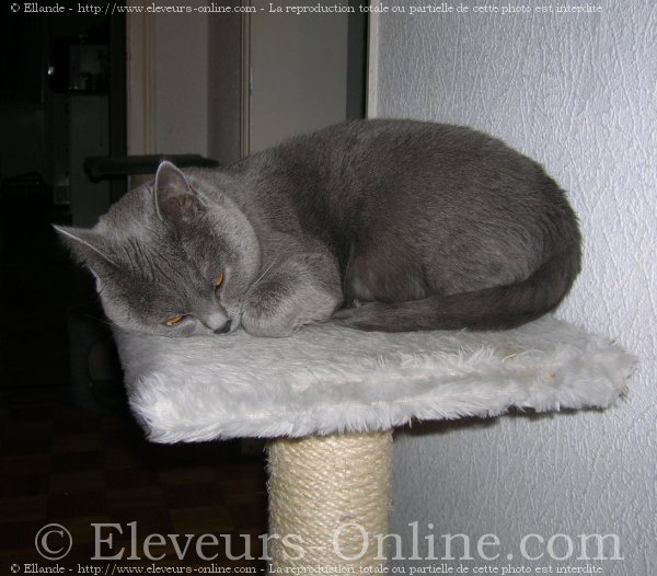 Photo de Chartreux