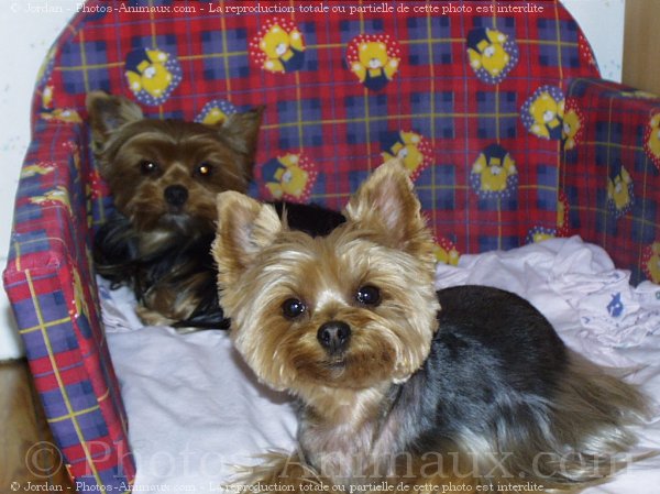 Photo de Yorkshire terrier