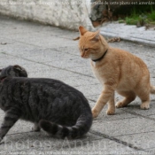 Photo de Chat domestique