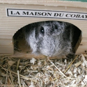 Photo de Cochon d'inde