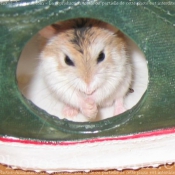 Photo de Hamster