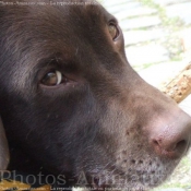 Photo de Labrador retriever