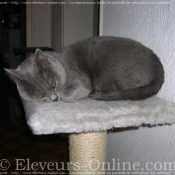 Photo de Chartreux