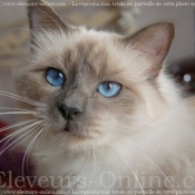 Photo de Sacr de birmanie