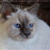 Photo de Sacr de birmanie