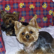 Photo de Yorkshire terrier