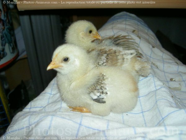 Photo de Poule