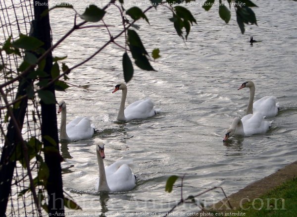 Photo de Cygne