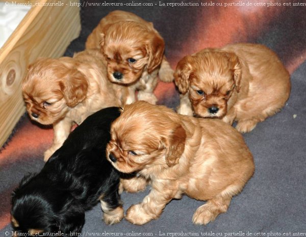 Photo de Cavalier king charles spaniel