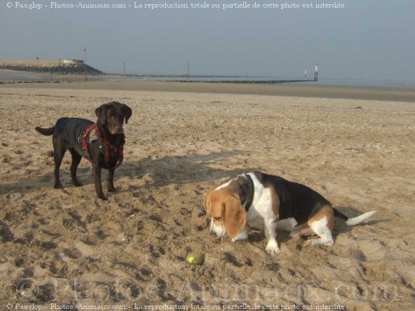 Photo de Labrador retriever