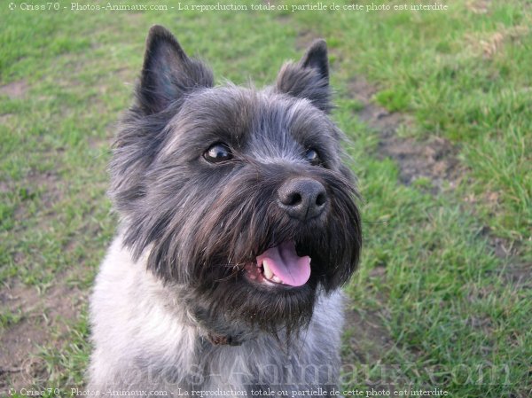 Photo de Cairn terrier