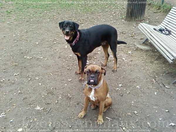 Photo de Boxer