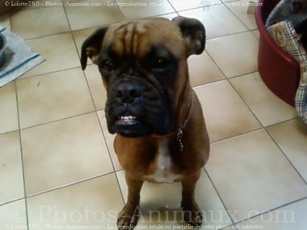 Photo de Boxer