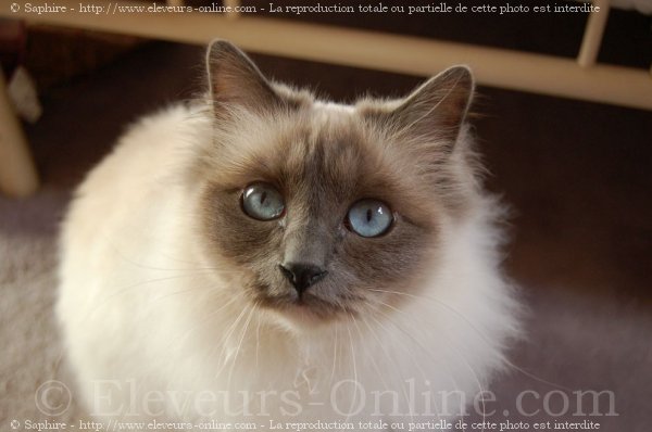 Photo de Sacr de birmanie